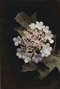 Flores silvestres: Guelder Rose (foto en color) de Charles Essenhigh Corke