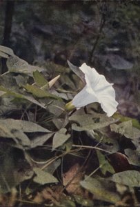 Flores silvestres: Hedge Convolvulus (foto a color) de Charles Essenhigh Corke