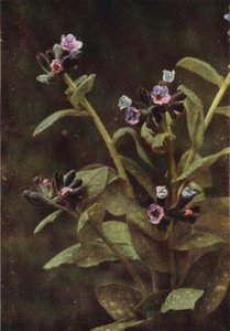 Flores silvestres: Lungwort (foto en color)