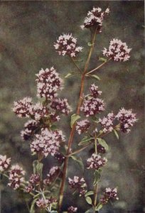 Flores silvestres: Mejorana (foto color) de Charles Essenhigh Corke