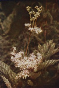 Flores silvestres: Meadow-Sweet (foto a color) de Charles Essenhigh Corke