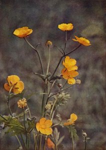 Flores silvestres: Meadow Buttercup (foto a color)