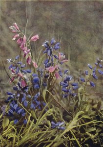 Flores silvestres: Milkwort (foto en color)