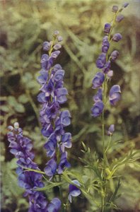 Flores silvestres: Acónito (foto color) de Charles Essenhigh Corke