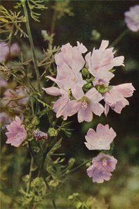 Flores silvestres: Musk Mallow (foto a color) de Charles Essenhigh Corke