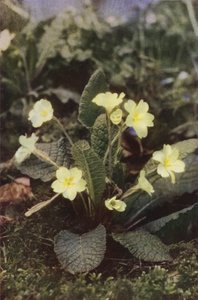 Flores silvestres: Primrose (foto a color) de Charles Essenhigh Corke