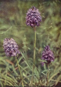Flores silvestres: Pyramid Orchis (foto color)