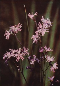 Flores silvestres: Ragged Robin (foto a color) de Charles Essenhigh Corke