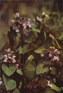 Flores silvestres: Red Dead Nettle (foto a color)