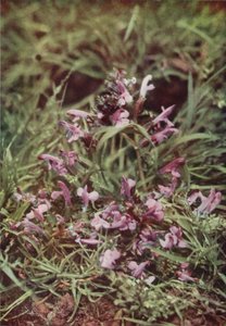 Flores silvestres: Sonajero rojo (foto color) de Charles Essenhigh Corke