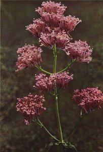 Flores silvestres: Valeriana roja (foto color) de Charles Essenhigh Corke