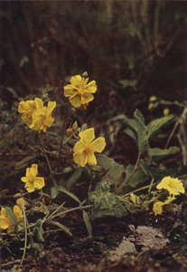 Flores silvestres: Rock Rose (foto a color)