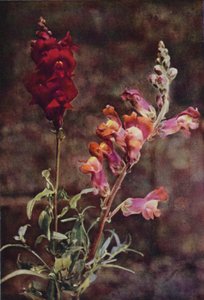 Flores silvestres: boca de dragón (foto a color) de Charles Essenhigh Corke
