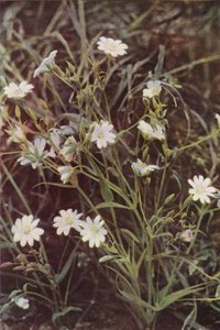 Flores silvestres: Stitchwort (foto a color)