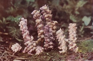 Flores silvestres: Toothwort (foto a color) de Charles Essenhigh Corke