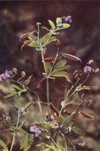 Flores silvestres: guisante amargo tuberoso (foto en color)