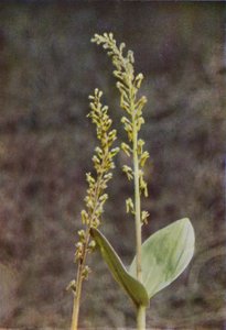 Flores silvestres: Twayblade (foto a color) de Charles Essenhigh Corke