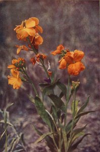 Flores silvestres: Alhelí (foto en color) de Charles Essenhigh Corke