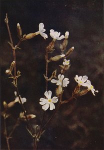 Flores silvestres: White Campion (foto a color) de Charles Essenhigh Corke