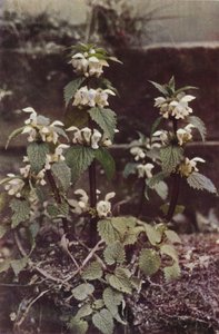 Flores silvestres: White Deadnettle (foto a color) de Charles Essenhigh Corke