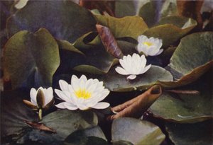 Flores silvestres: Nenúfar blanco (foto en color) de Charles Essenhigh Corke