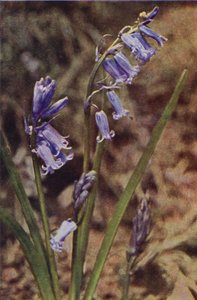 Flores silvestres: Jacinto silvestre (foto a color)