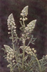 Flores silvestres: Wild Mignonette (foto en color) de Charles Essenhigh Corke