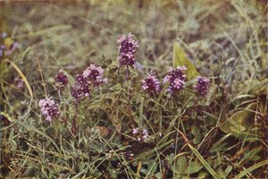 Flores silvestres: Tomillo silvestre (foto a color)
