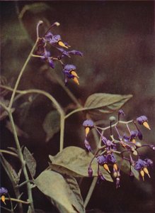 Flores silvestres: Woody Nightshade (foto en color)