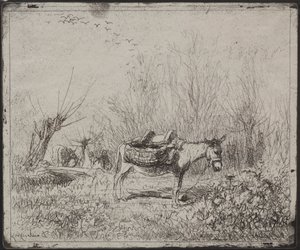 Un Burro en el Campo