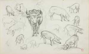 Bocetos de cerdos y un buey de Charles Francois Daubigny