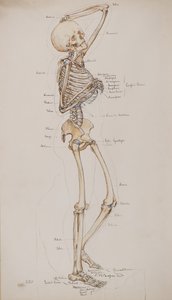 Estudio [Esqueleto humano (con los huesos marcados)], c.1884 (acuarela) de Charles Gustav Louis Phillips