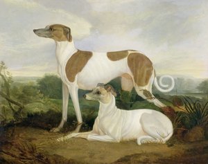 Dos galgos en un paisaje de Charles Hancock