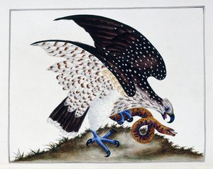 Ave de presa con serpiente, 1808-21 de Charles Hayes