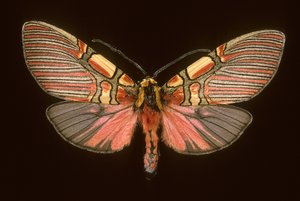 Anaxita constricta de Augustus Kollner