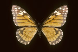 Baronia brevicornis de Augustus Kollner