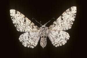 Betularia biston