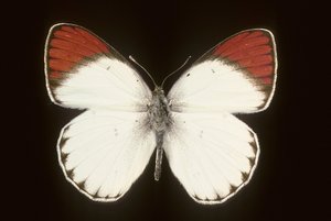 Colotis danae de Augustus Kollner
