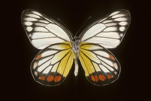 Delias hyparete, Macho de Augustus Kollner