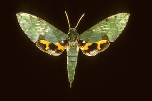 Euchloron megaera, Esfinge verde