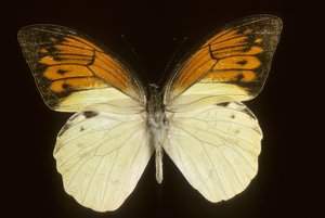 Hebomoia leukippe sulfurea de Augustus Kollner
