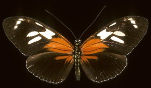 Heliconius burneyi catherina de Augustus Kollner