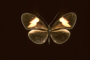Heliconius melpomene de Augustus Kollner