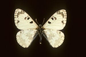 Hypermnestra helios de Augustus Kollner