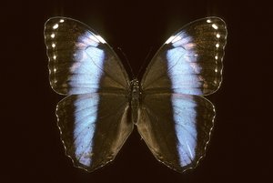 Morpho achilles macho de Augustus Kollner