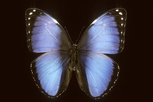 Morpho vitrea de Augustus Kollner