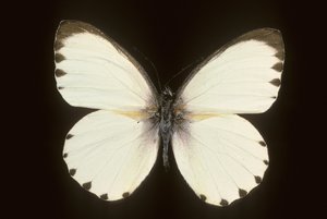 Mylothris ngaziya de Augustus Kollner