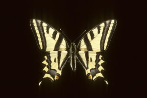 Papilio alexanor de Augustus Kollner