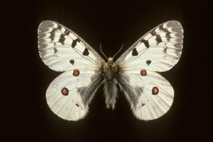 Parnassius phoebus de Augustus Kollner
