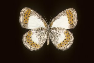 Physcaeneura leda de Augustus Kollner
